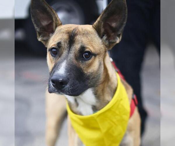 Medium Photo #1 German Shorthaired Pointer-Unknown Mix Puppy For Sale in San Antonio, TX, USA