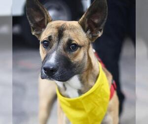 German Shorthaired Pointer-Unknown Mix Dogs for adoption in San Antonio, TX, USA