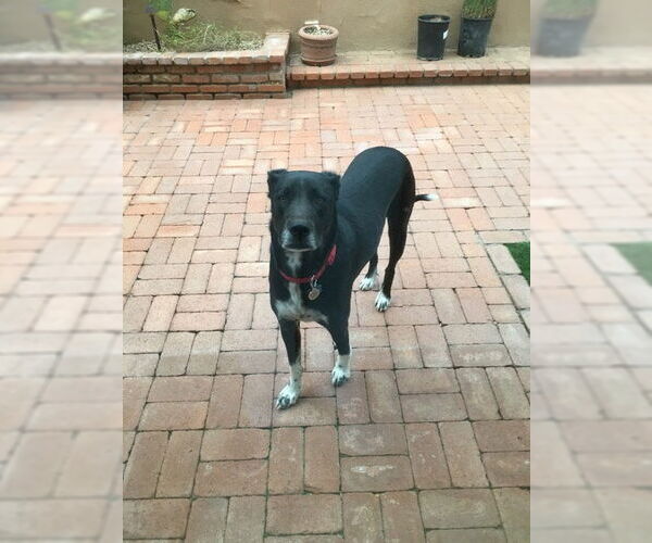 Medium Photo #1 Mutt Puppy For Sale in Chandler, AZ, USA