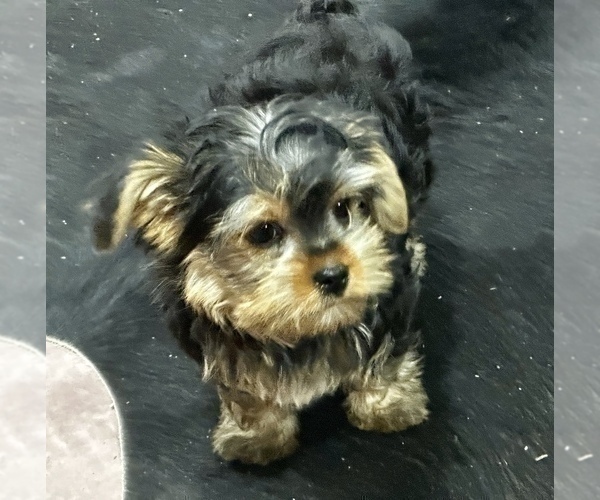 Medium Photo #23 Morkie Puppy For Sale in CASSVILLE, MO, USA