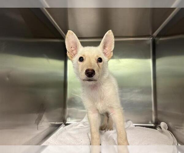 Medium Photo #1 Siberian Husky-Unknown Mix Puppy For Sale in Grand Prairie, TX, USA