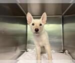 Small Siberian Husky Mix