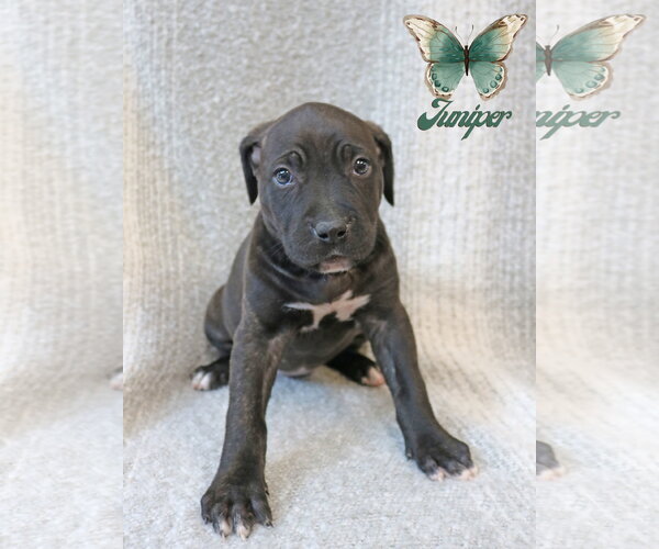 Medium Photo #3 Mutt Puppy For Sale in Wakefield, RI, USA