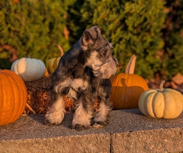 Medium Photo #18 Schnauzer (Miniature) Puppy For Sale in GOSHEN, IN, USA