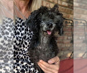 Shih Tzu-Unknown Mix Dogs for adoption in Boonton, NJ, USA