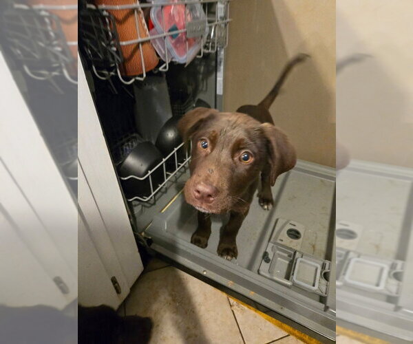 Medium Photo #2 Labrador Retriever-Unknown Mix Puppy For Sale in Aurora, IN, USA