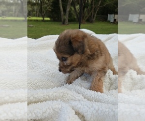 Goldendoodle Puppy for sale in HUDSON, FL, USA