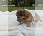 Image preview for Ad Listing. Nickname: Leo