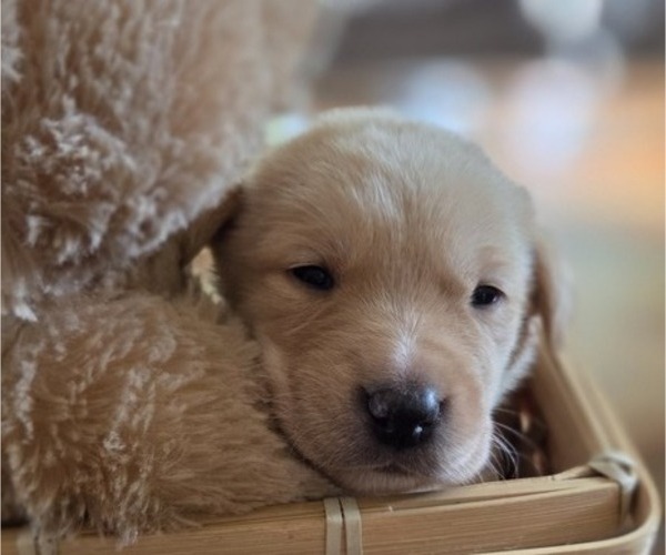 Medium Photo #71 Borador Puppy For Sale in FORTUNA, CA, USA