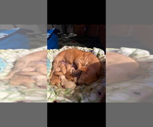 Chihuahua-Unknown Mix Dogs for adoption in New York, NY, USA
