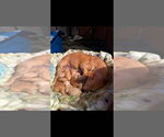 Small Chihuahua Mix