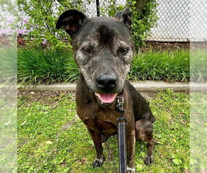 Staffordshire Bull Terrier-Unknown Mix Dogs for adoption in Alameda, CA, USA
