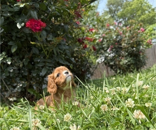 Medium Photo #13 Cavalier King Charles Spaniel Puppy For Sale in KANSAS CITY, MO, USA
