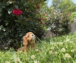 Small #12 Cavalier King Charles Spaniel