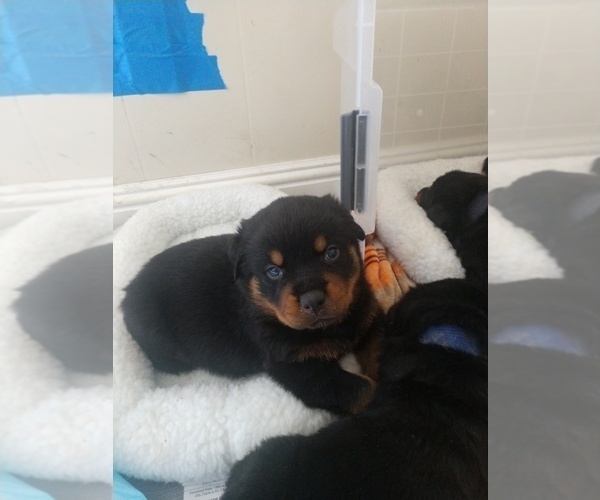 Medium Photo #25 Rottweiler Puppy For Sale in NIPOMO, CA, USA