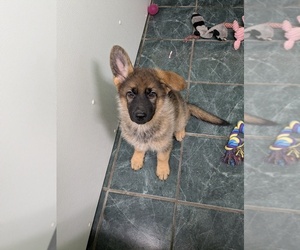 German Shepherd Dog Puppy for sale in HAMMOND, IN, USA