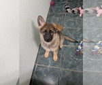 Image preview for Ad Listing. Nickname: German Shepherd