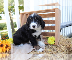 Miniature Bernedoodle Puppy for sale in SHILOH, OH, USA