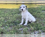 Small Photo #1 Dalmatian Puppy For Sale in MERRITT IS, FL, USA