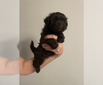 Small Photo #18 Havanese Puppy For Sale in ATHENS, GA, USA
