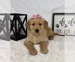 Small #4 Golden Retriever