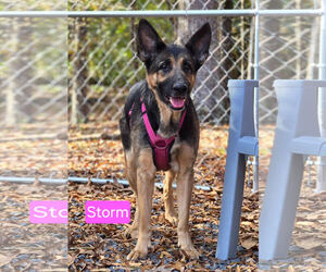 German Shepherd Dog Dogs for adoption in Albemarle, NC, USA