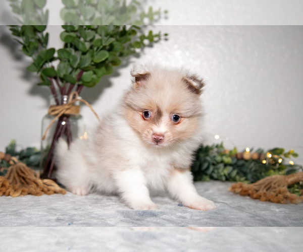 Medium Photo #3 Pomeranian Puppy For Sale in GOSHEN, IN, USA