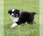 Small #3 Australian Shepherd