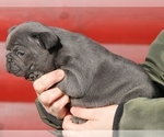 Small #2 French Bulldog