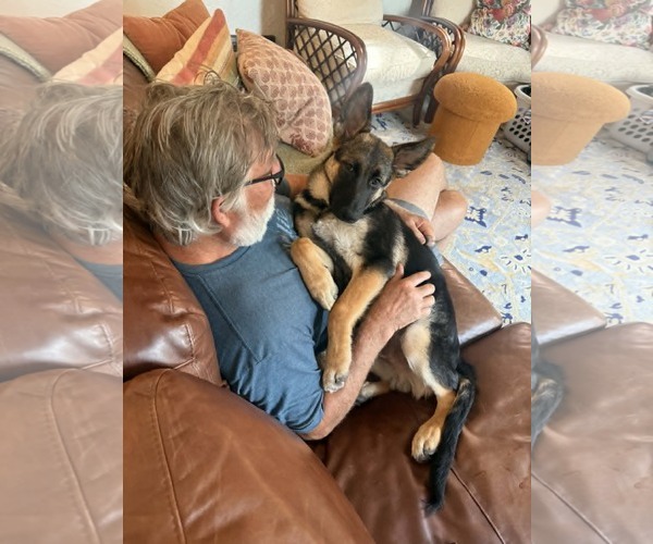 Medium Photo #6 German Shepherd Dog Puppy For Sale in Gretna, NE, USA