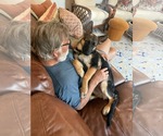 Small #5 German Shepherd Dog
