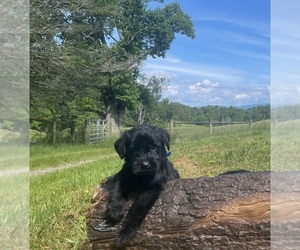 Schnauzer (Giant) Puppy for sale in CHARLOTTE, NC, USA
