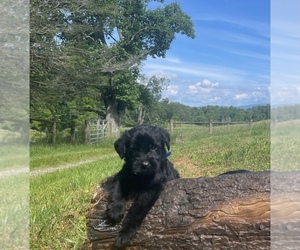 Medium Schnauzer (Giant)