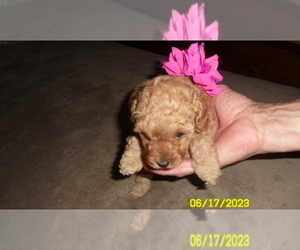Poodle (Toy) Puppy for sale in DULUTH, GA, USA