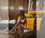 Small #6 Doberman Pinscher