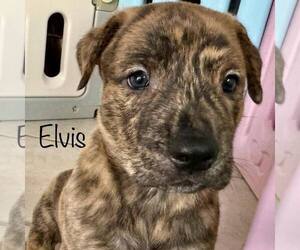 Catahoula Leopard Dog-Plott Hound Mix Dogs for adoption in Cave Creek, AZ, USA