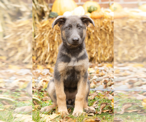 German Shepherd Dog Puppy for sale in GOSHEN, IN, USA