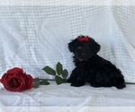 Puppy Bella YorkiePoo