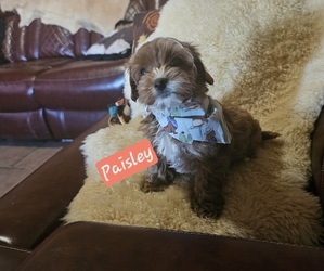 Medium Cavachon-Poodle (Toy) Mix