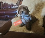 Puppy 1 Cavachon-Poodle (Toy) Mix