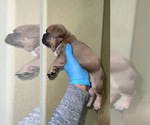 Small Photo #7 French Bulldog Puppy For Sale in ELK GROVE, CA, USA