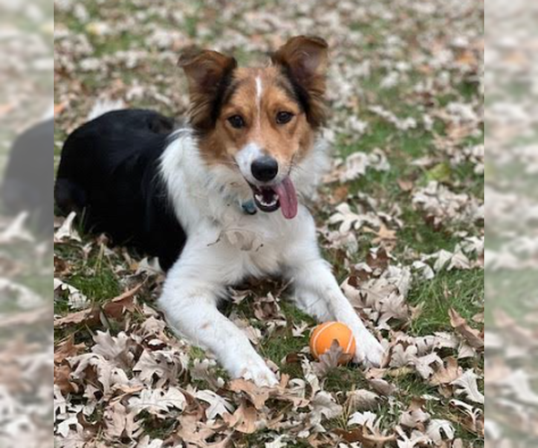 Medium Photo #1 Collie-Unknown Mix Puppy For Sale in Brooklyn Center, MN, USA