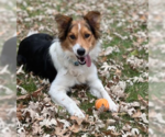 Small Collie Mix