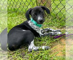 Small #1 Mutt