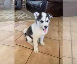 Siberian Husky-Unknown Mix Puppy for sale in DENVER, CO, USA
