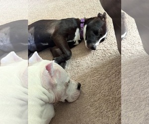 Quinney - Female American Staffordshire Terrier-Unknown Mix Dog for Adoption - Photo #3