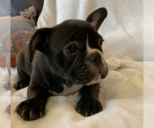 French Bulldog Puppy for sale in JOHNS ISLAND, SC, USA