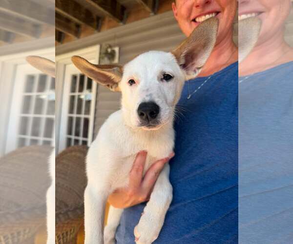 Medium Photo #6 Mutt Puppy For Sale in pomfret, CT, USA