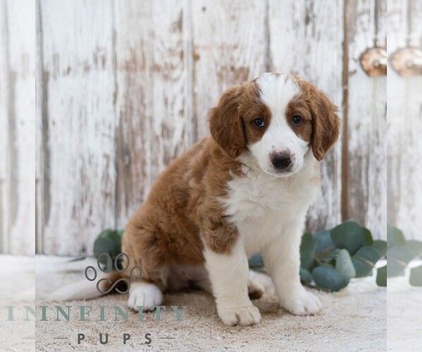 Medium Photo #4 Bernedoodle (Miniature) Puppy For Sale in SUNBURY, PA, USA