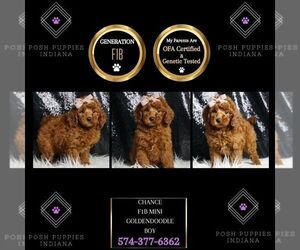 Goldendoodle (Miniature) Puppy for sale in WARSAW, IN, USA